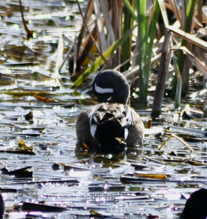 Blue-winged Teal - ML620888804