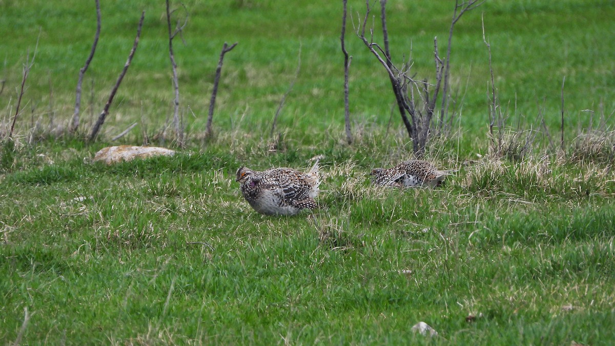 Sharp-tailed Grouse - ML620888806