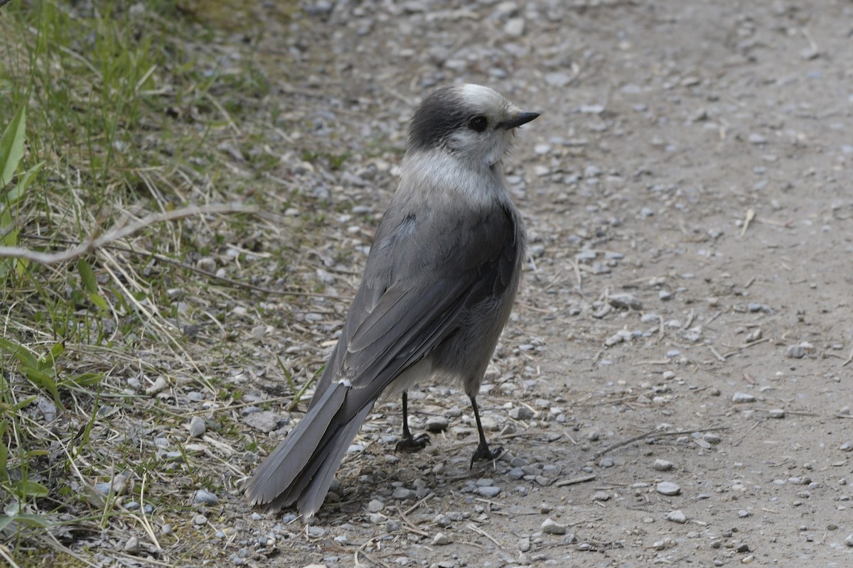 Canada Jay - ML620888807