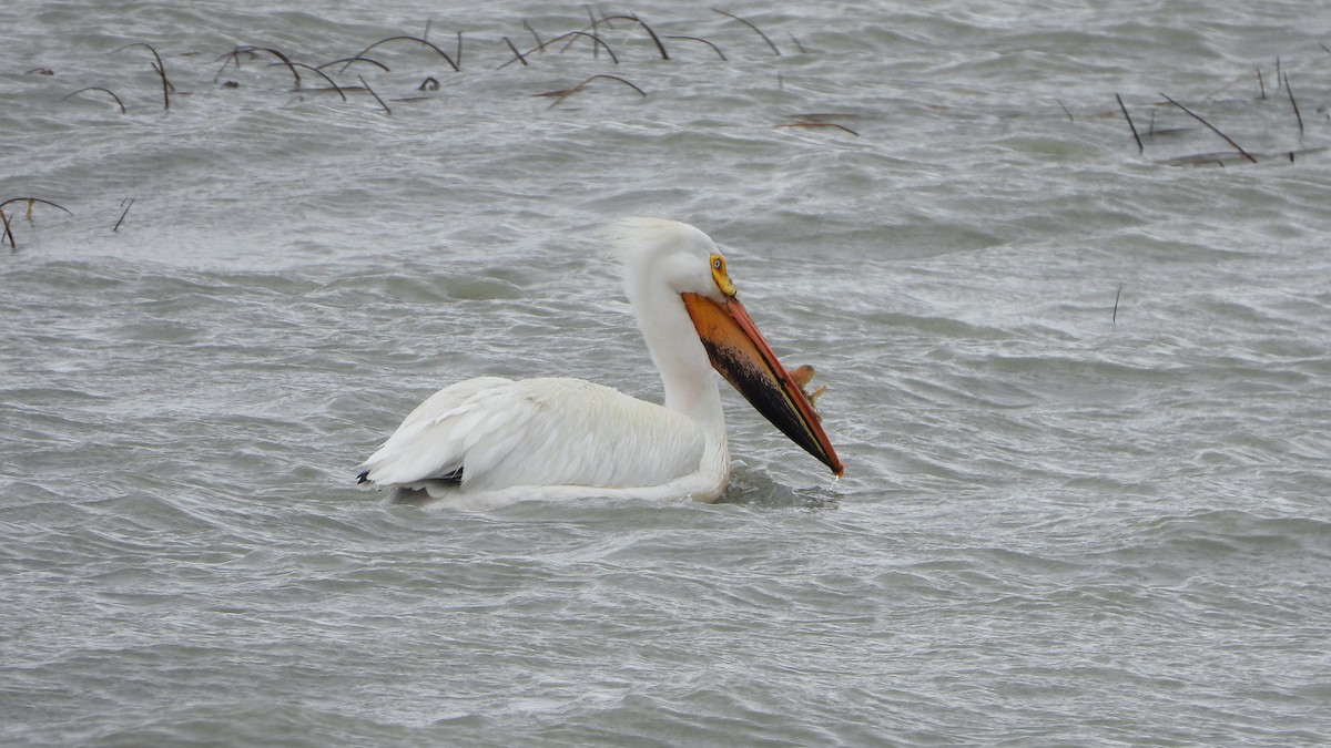 pelikán severoamerický - ML620888816
