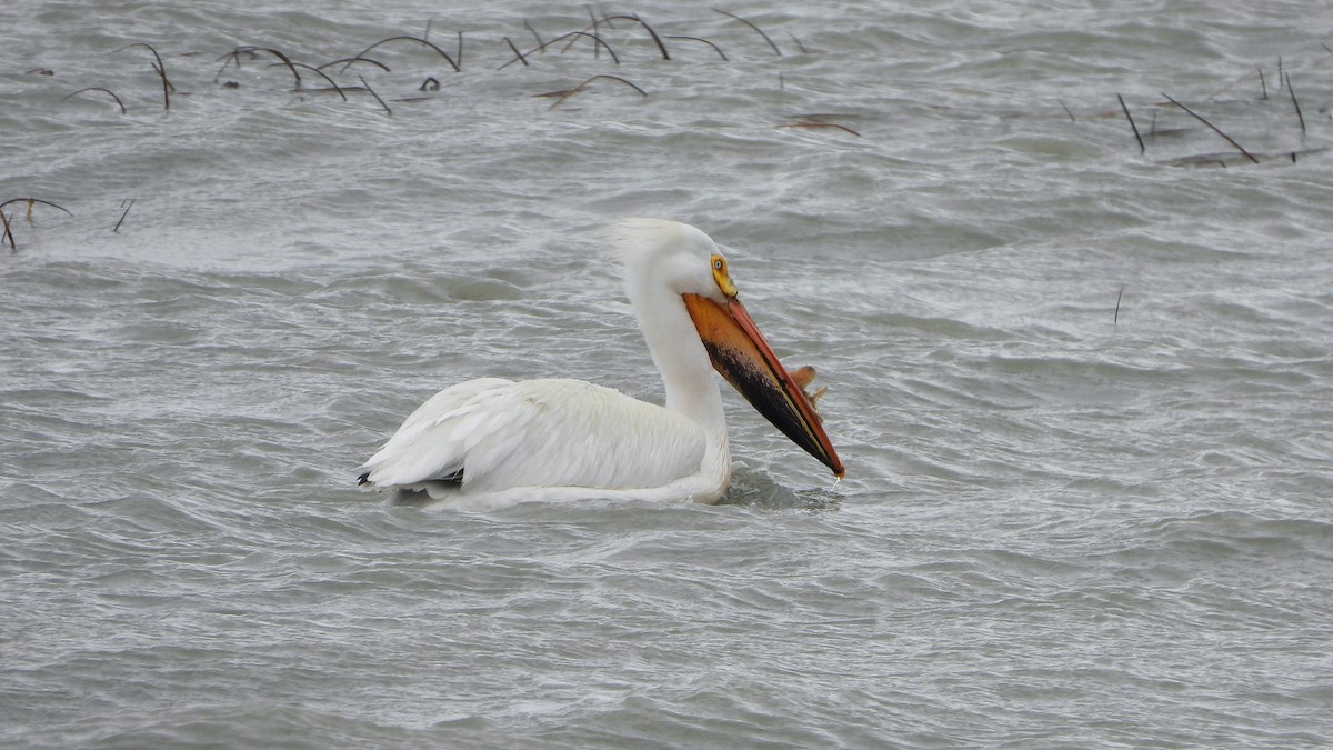 American White Pelican - ML620888816