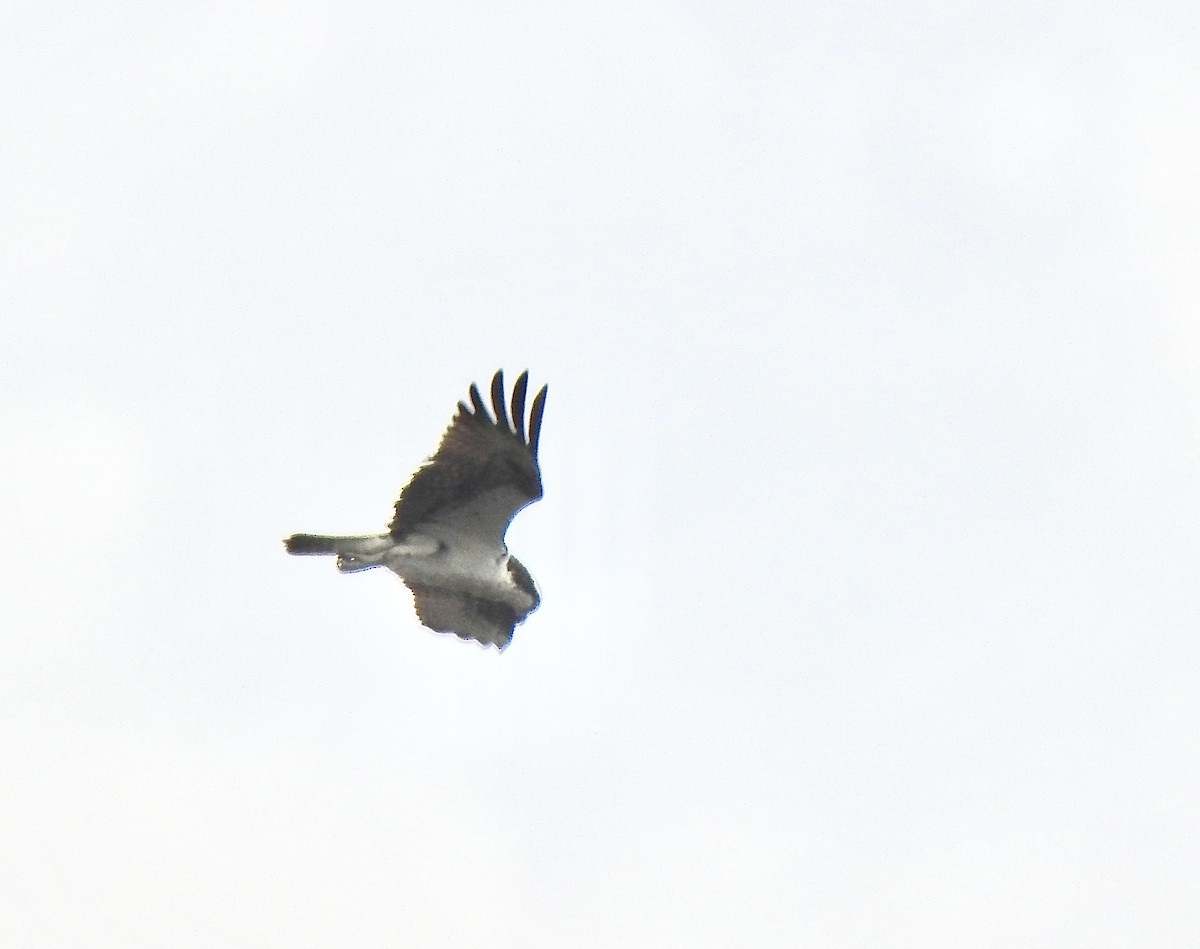 Balbuzard pêcheur - ML620888817