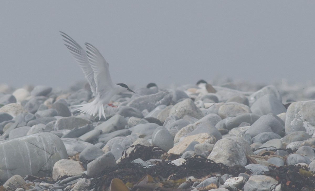 Roseate Tern - ML620888820