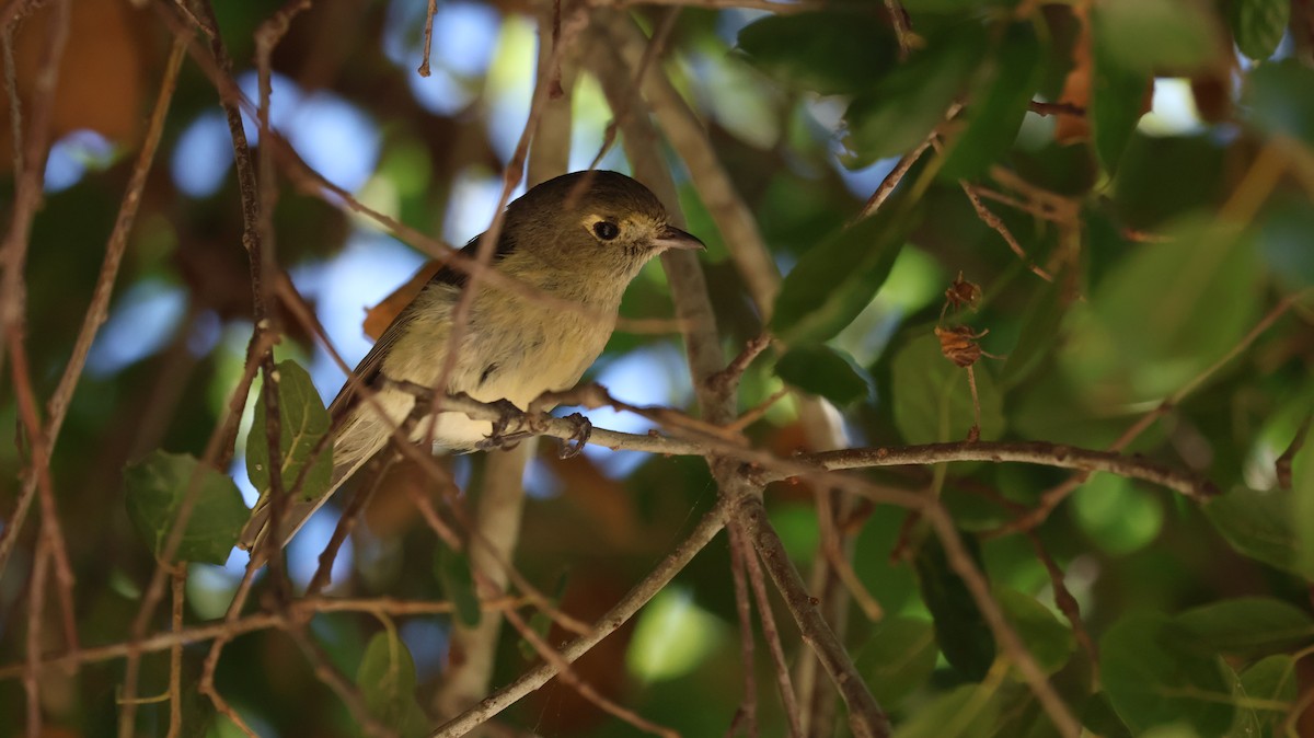 Hutton's Vireo - ML620888825