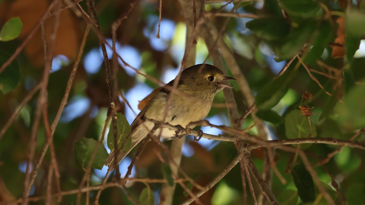 Vireo de Hutton - ML620888826