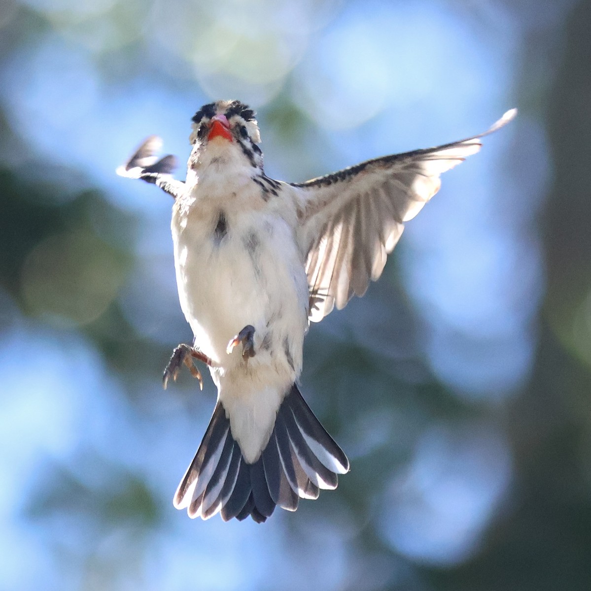 Pin-tailed Whydah - ML620888828