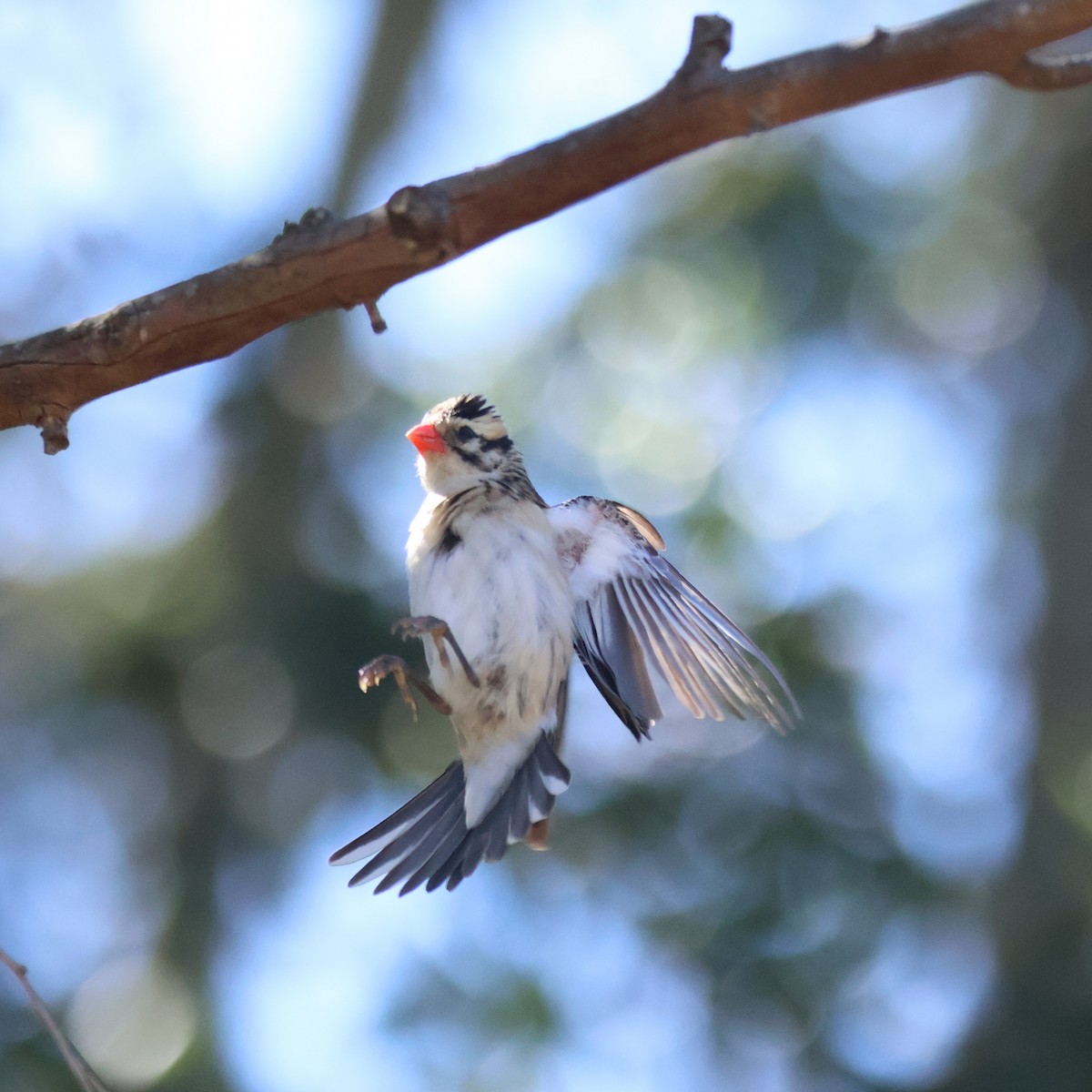 Pin-tailed Whydah - ML620888829