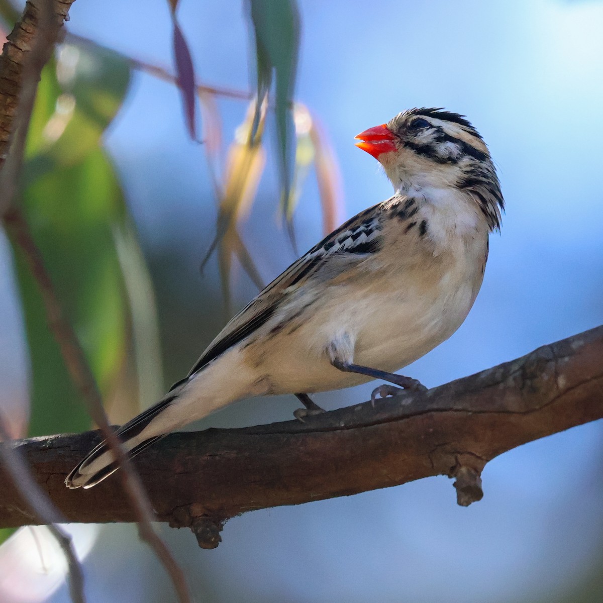 Pin-tailed Whydah - ML620888830