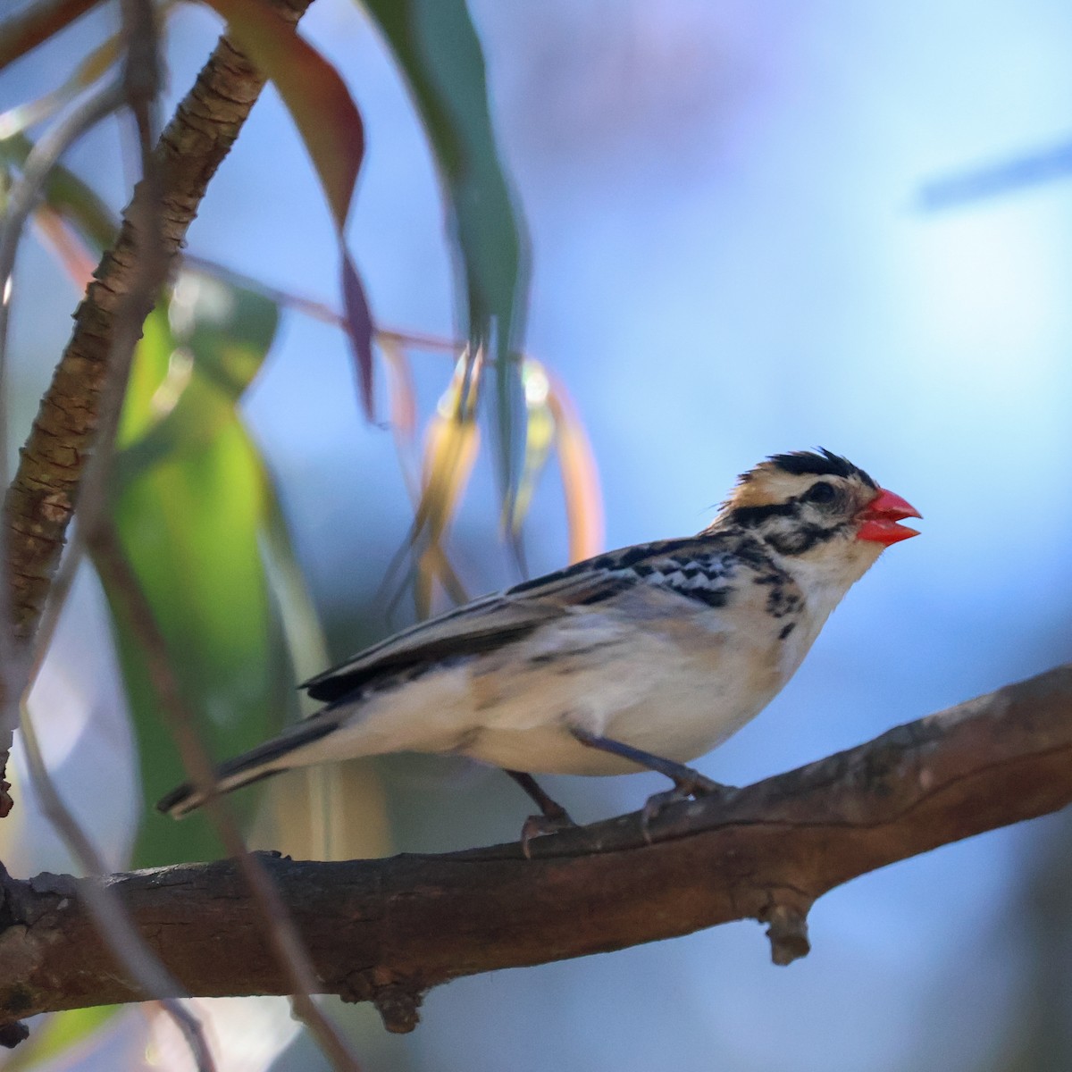 Pin-tailed Whydah - ML620888831