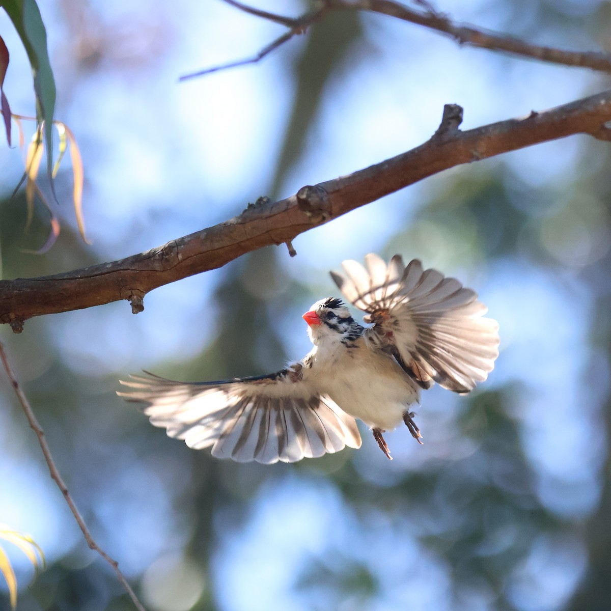 Pin-tailed Whydah - Mark Robertson