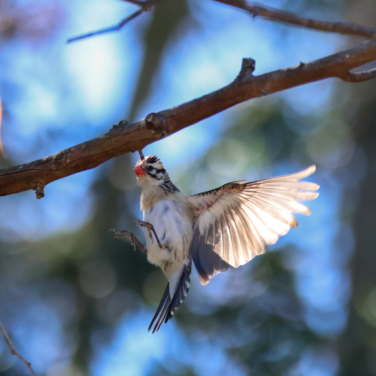 Pin-tailed Whydah - ML620888833