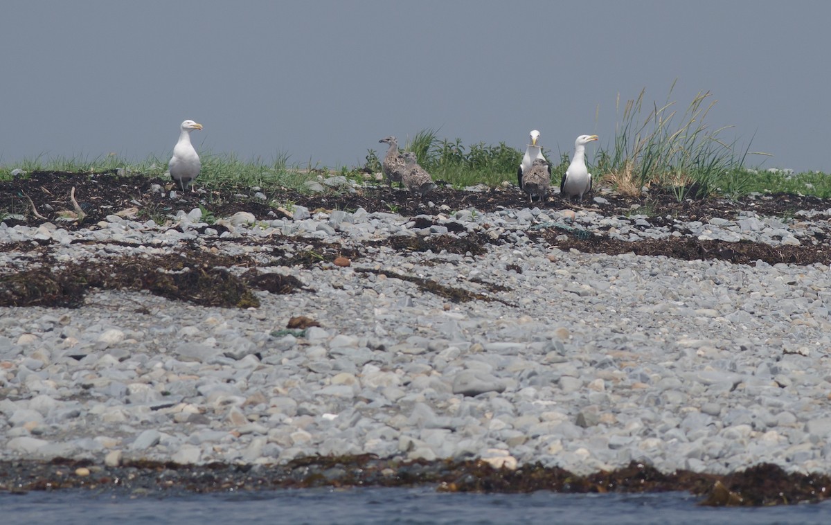 Great Black-backed Gull - ML620888834