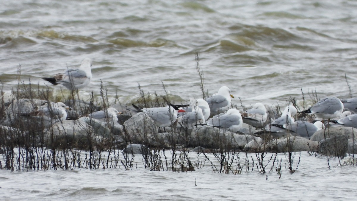 Caspian Tern - ML620888838