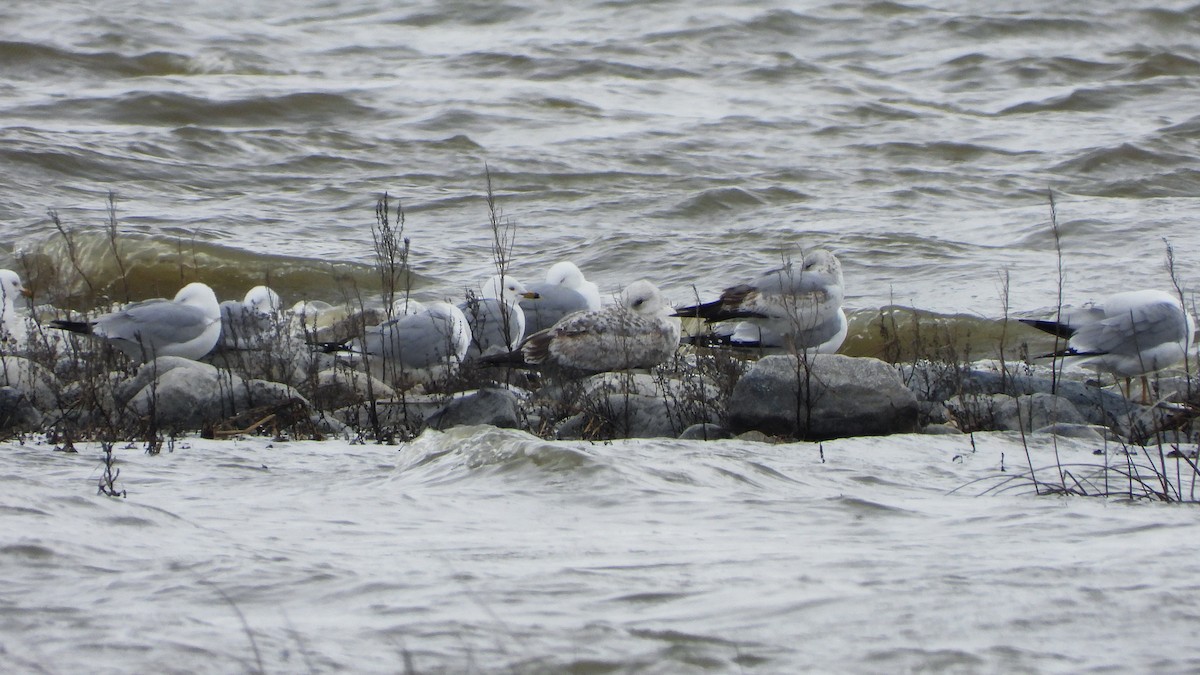 Herring Gull - ML620888840