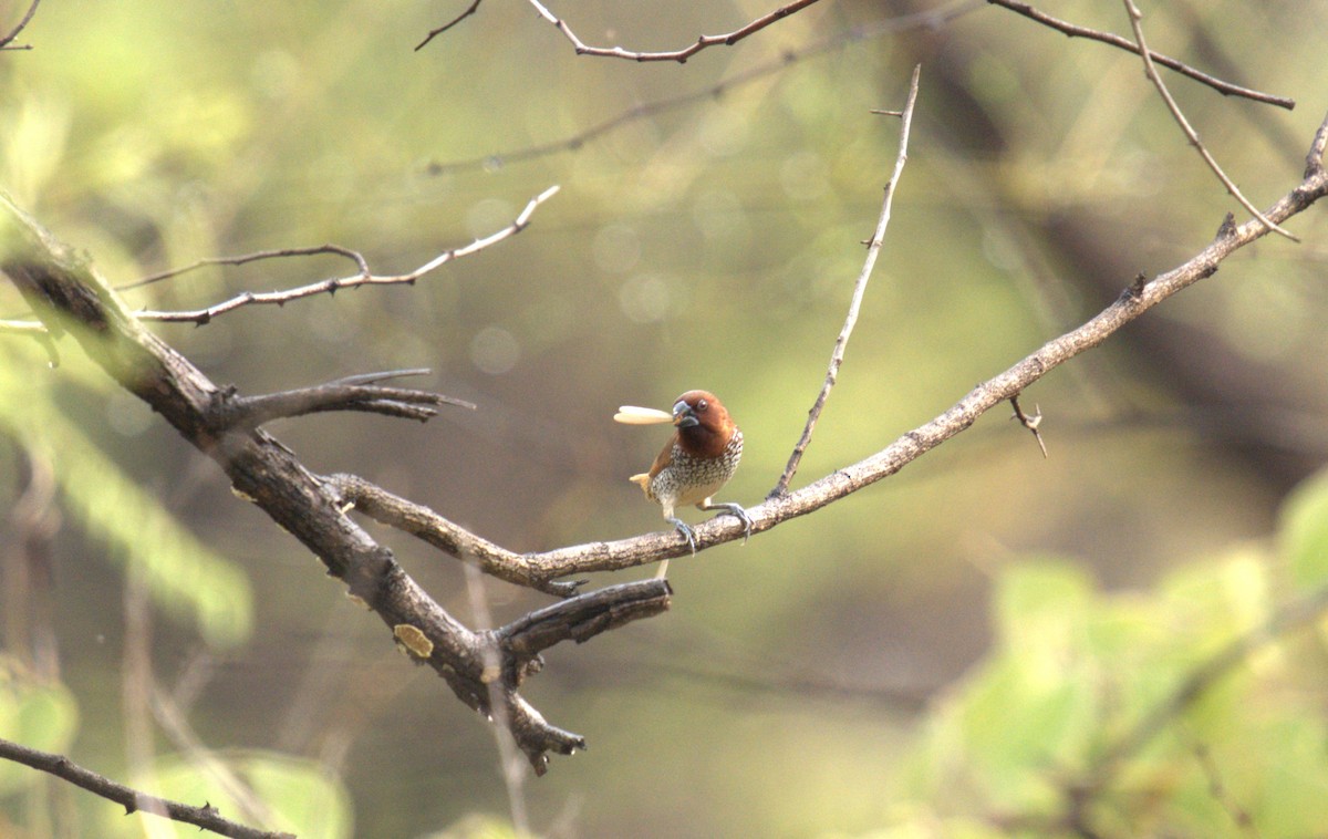 Scaly-breasted Munia - ML620888844