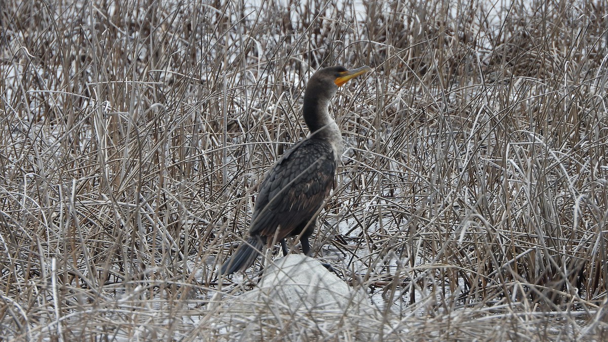 Cormoran à aigrettes - ML620888845