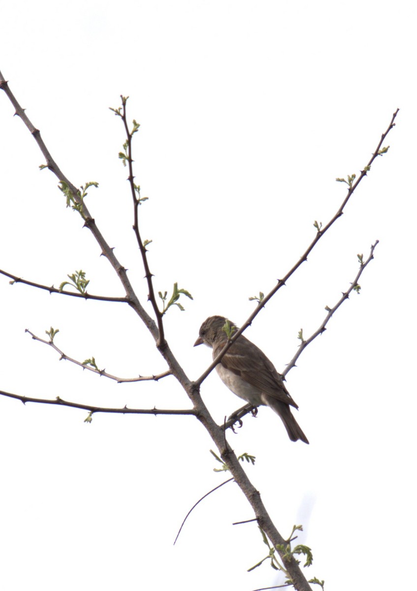 Yellow-throated Sparrow - ML620888849