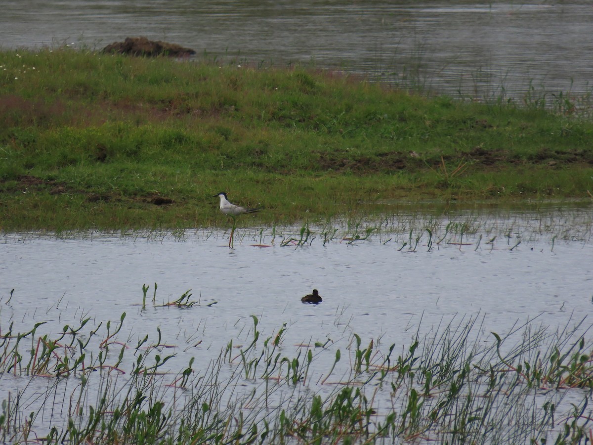 Gull-billed Tern - ML620888851