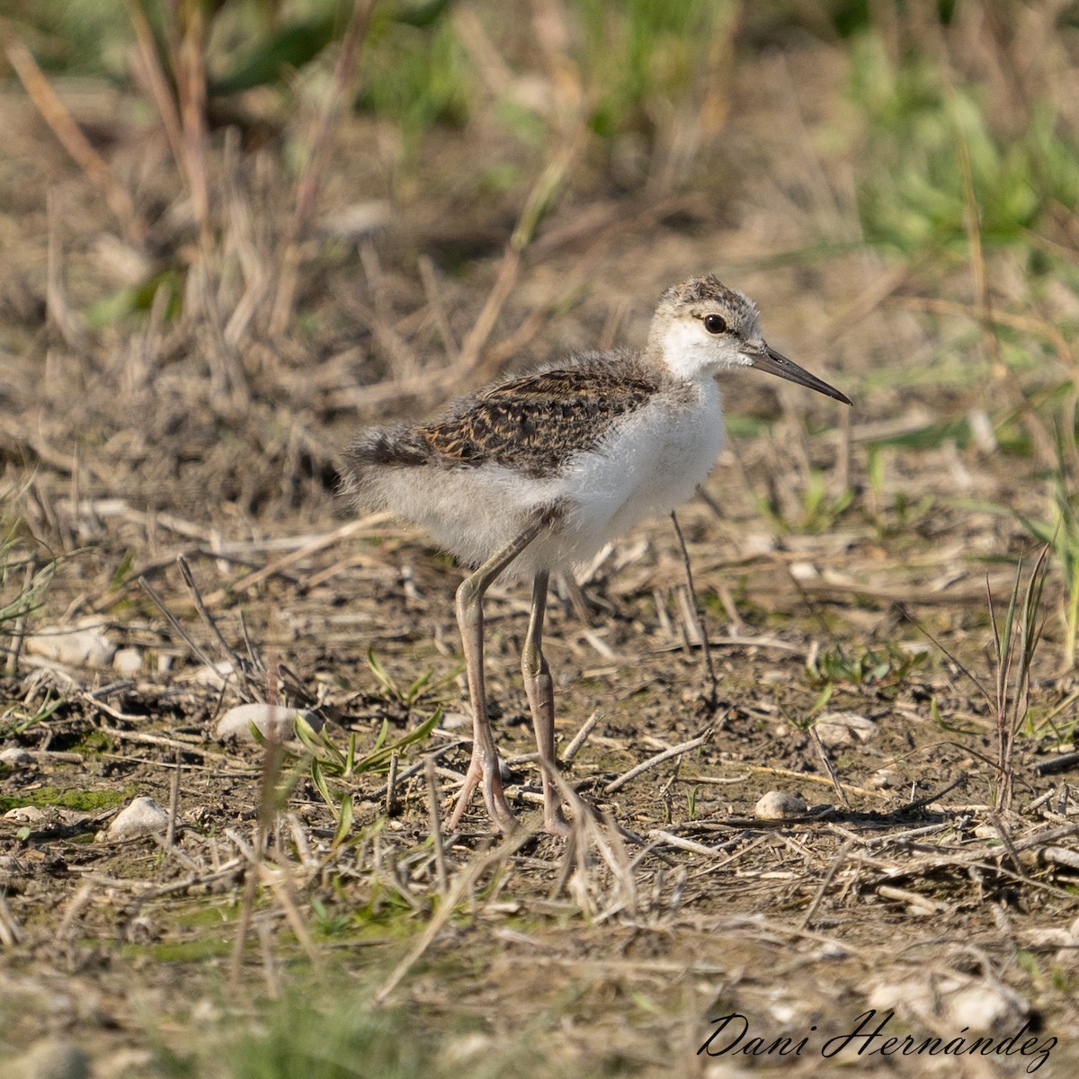 Échasse blanche - ML620888852