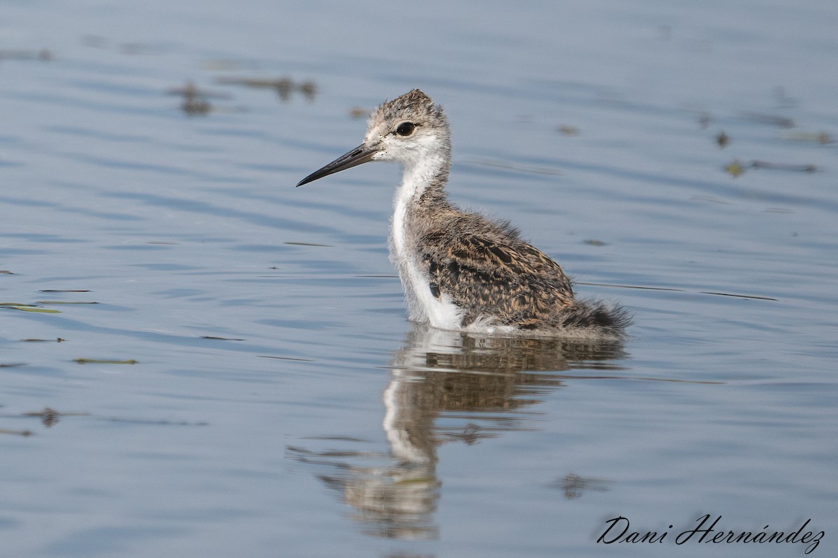 Black-winged Stilt - ML620888853