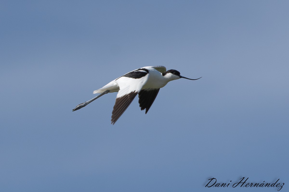 Avocette élégante - ML620888855