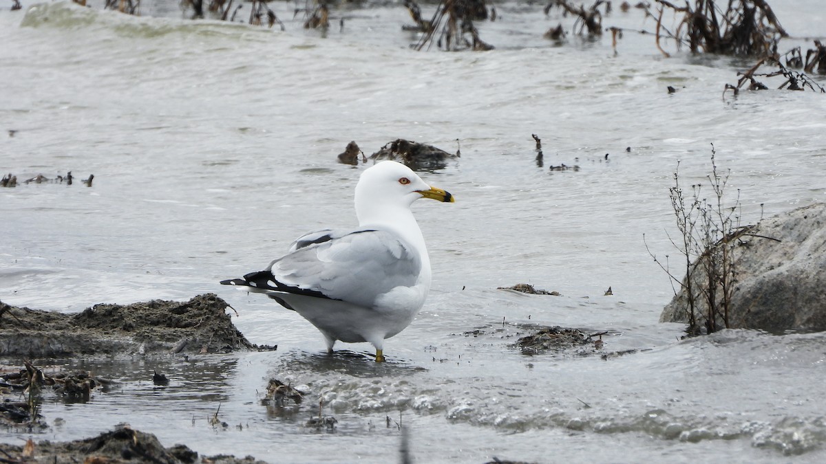 Ring-billed Gull - ML620888856