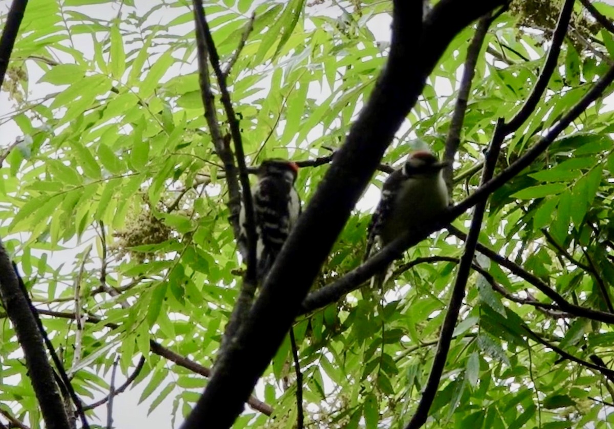 Downy Woodpecker - ML620888858