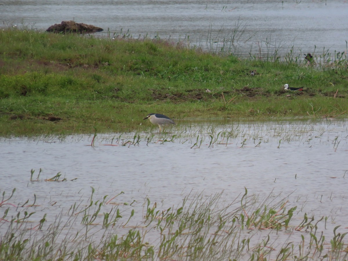 Black-crowned Night Heron - ML620888861