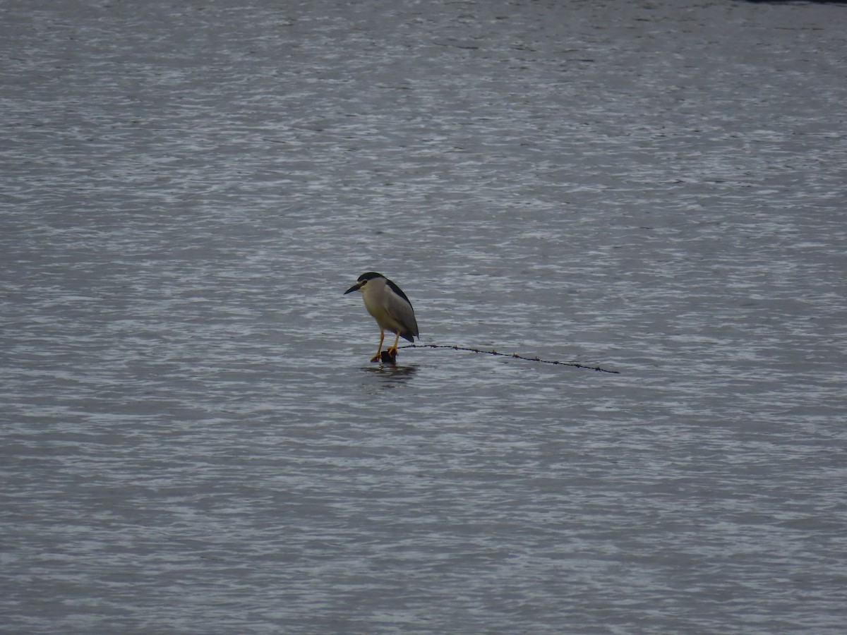 Black-crowned Night Heron - ML620888862