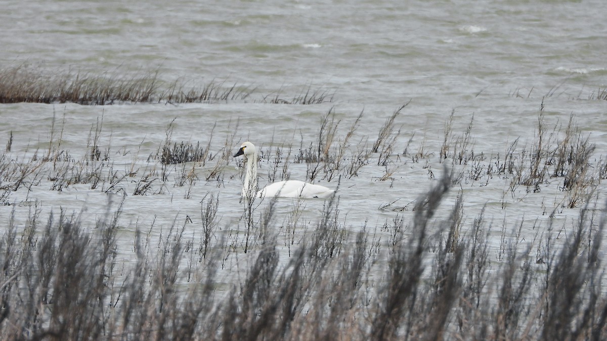 Tundra Swan - ML620888867