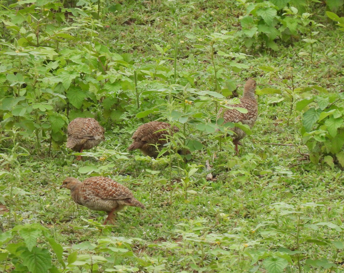 Gray Francolin - ML620888869