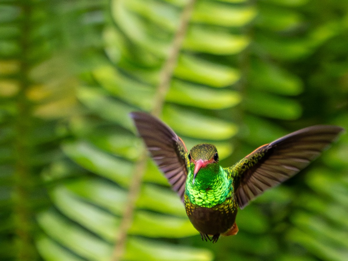 Rufous-tailed Hummingbird - ML620888872