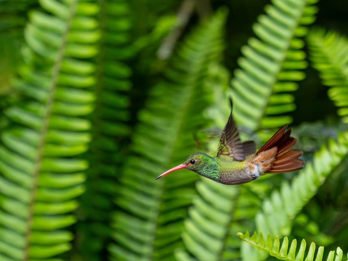 Rufous-tailed Hummingbird - ML620888874