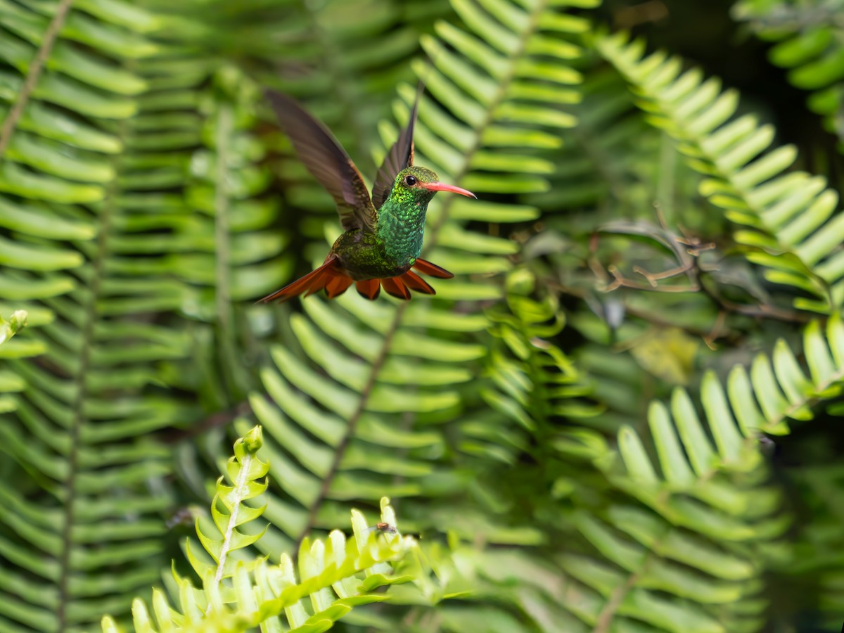 Rufous-tailed Hummingbird - ML620888875