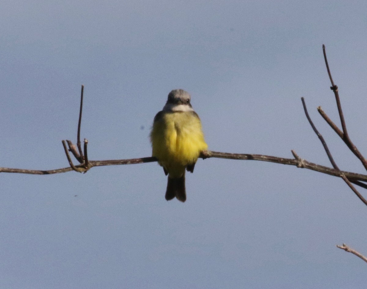 Tropical Kingbird - ML620888881