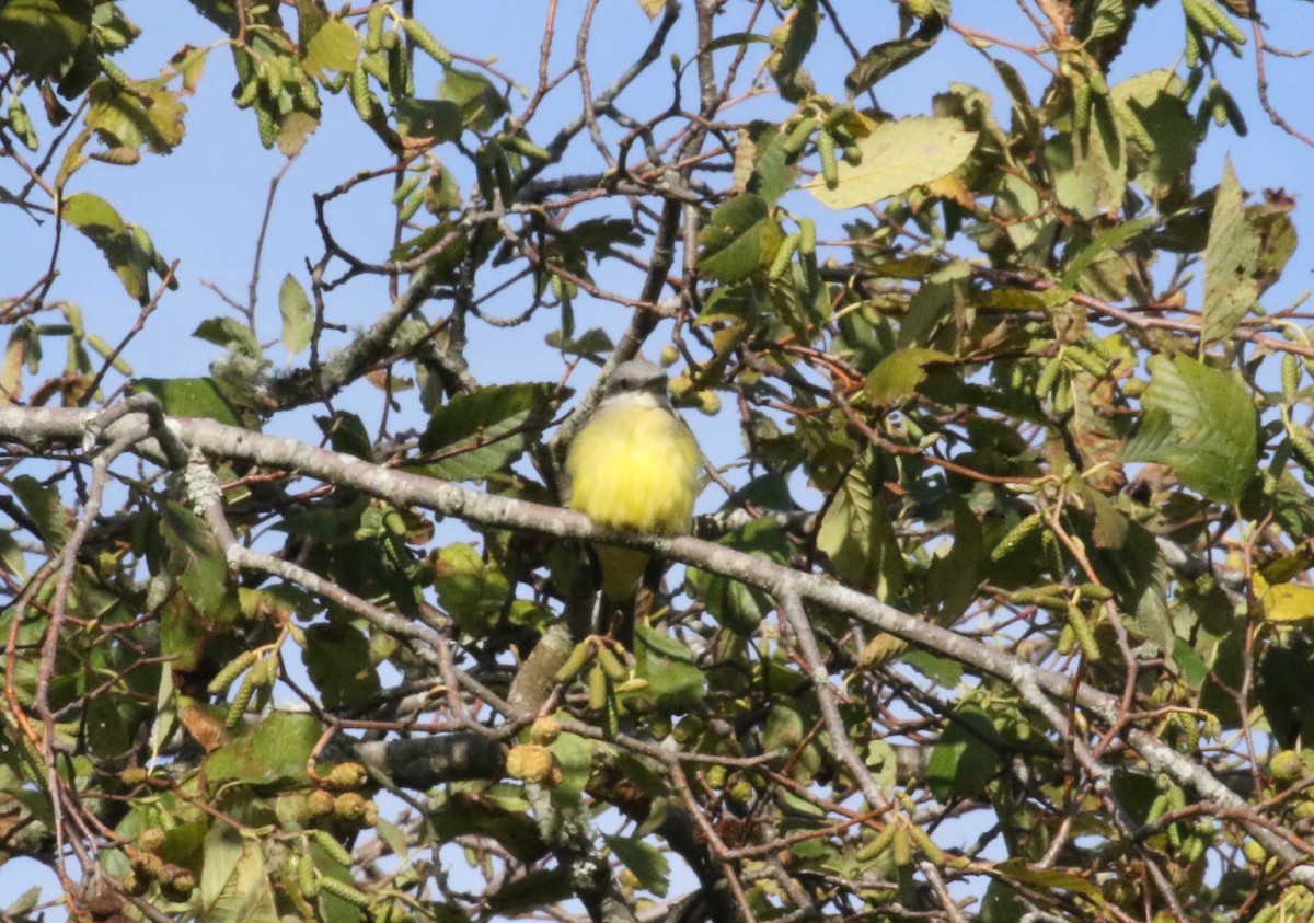 Tropical Kingbird - ML620888886