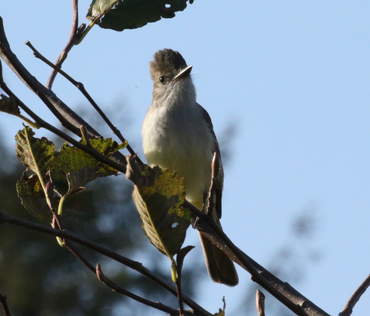 Ash-throated Flycatcher - ML620888888