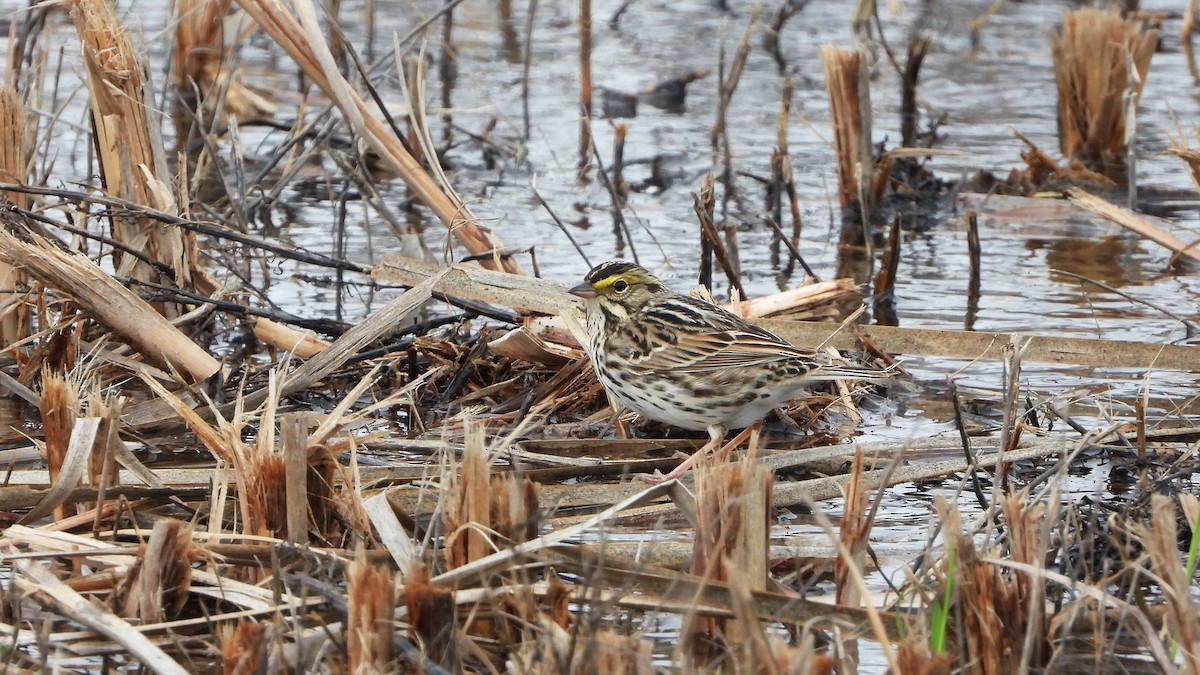 Savannah Sparrow - ML620888889