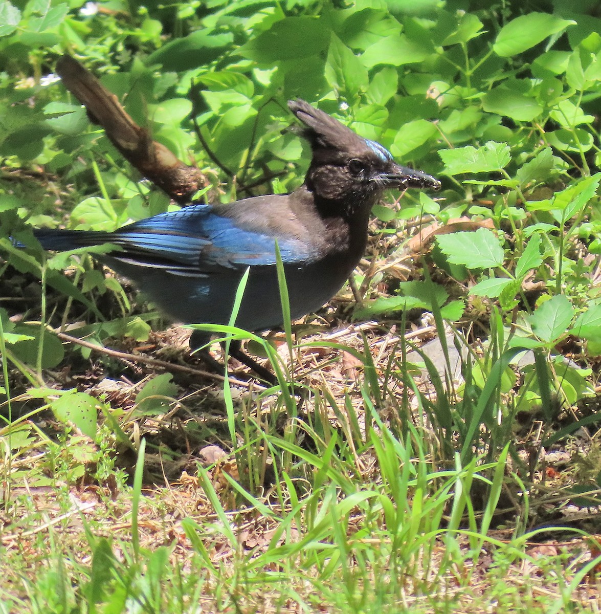 Steller's Jay - ML620888891