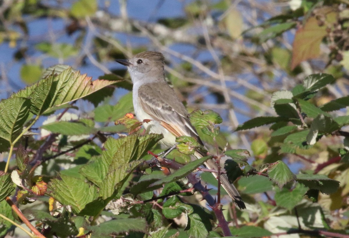 Ash-throated Flycatcher - ML620888893