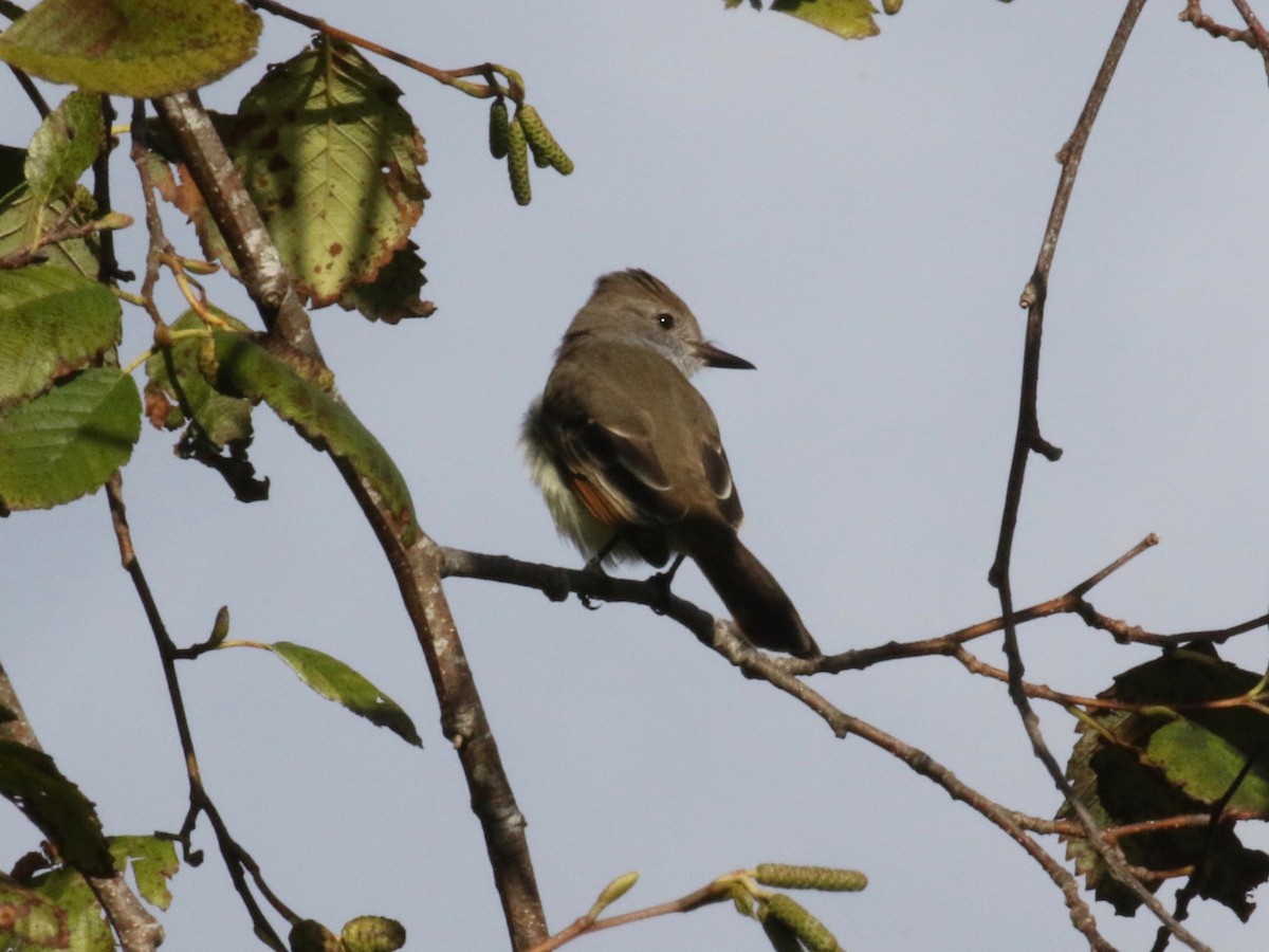 Ash-throated Flycatcher - ML620888897