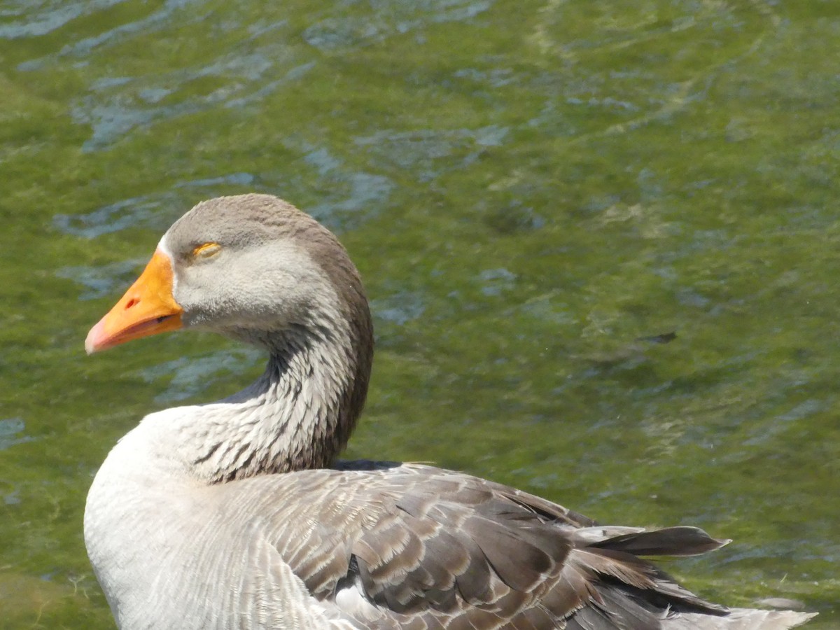 Domestic goose sp. (Domestic type) - ML620888898