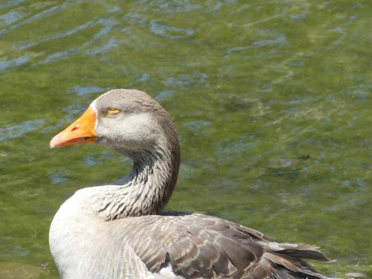 Domestic goose sp. (Domestic type) - ML620888899