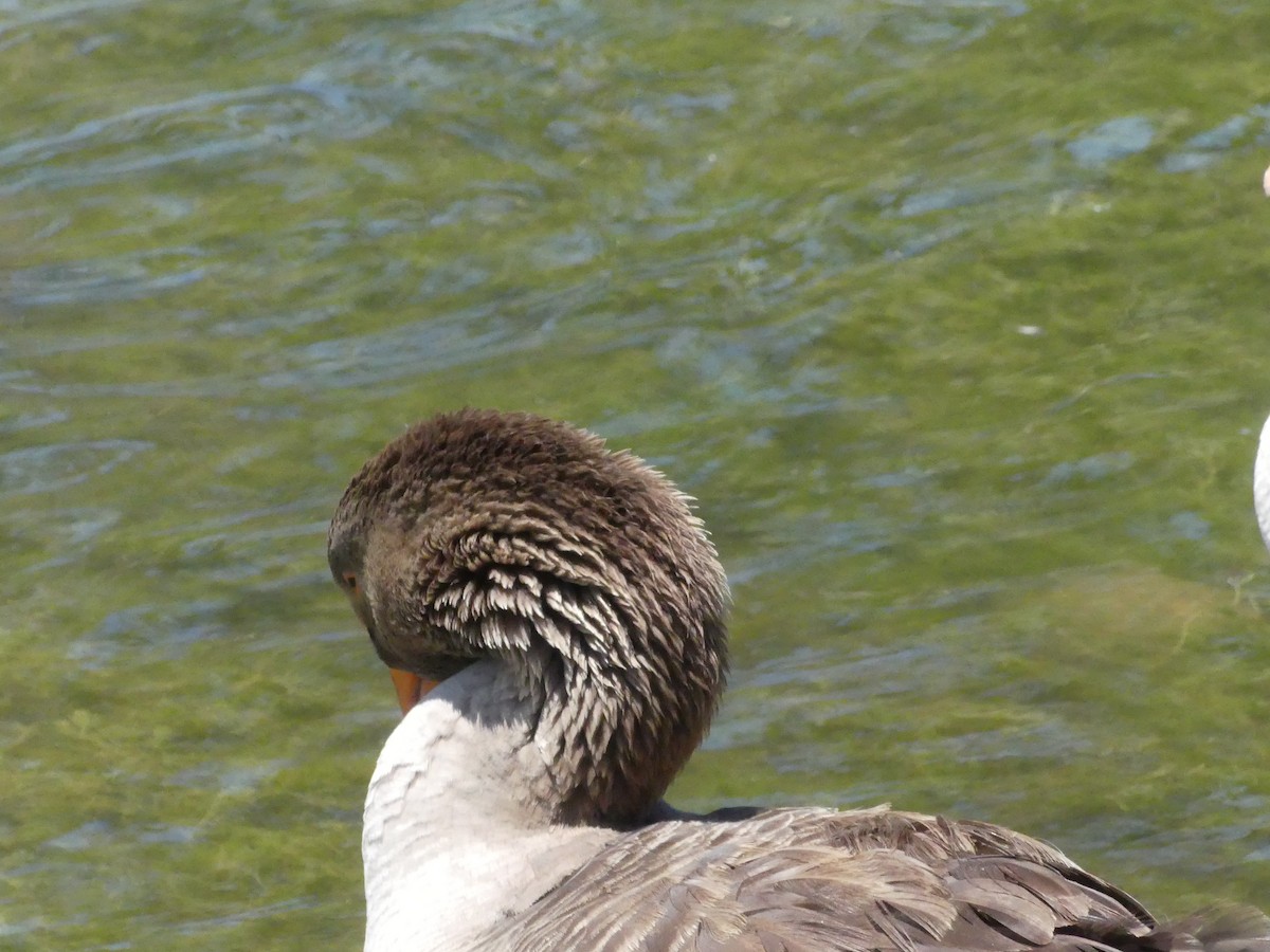 Domestic goose sp. (Domestic type) - ML620888900