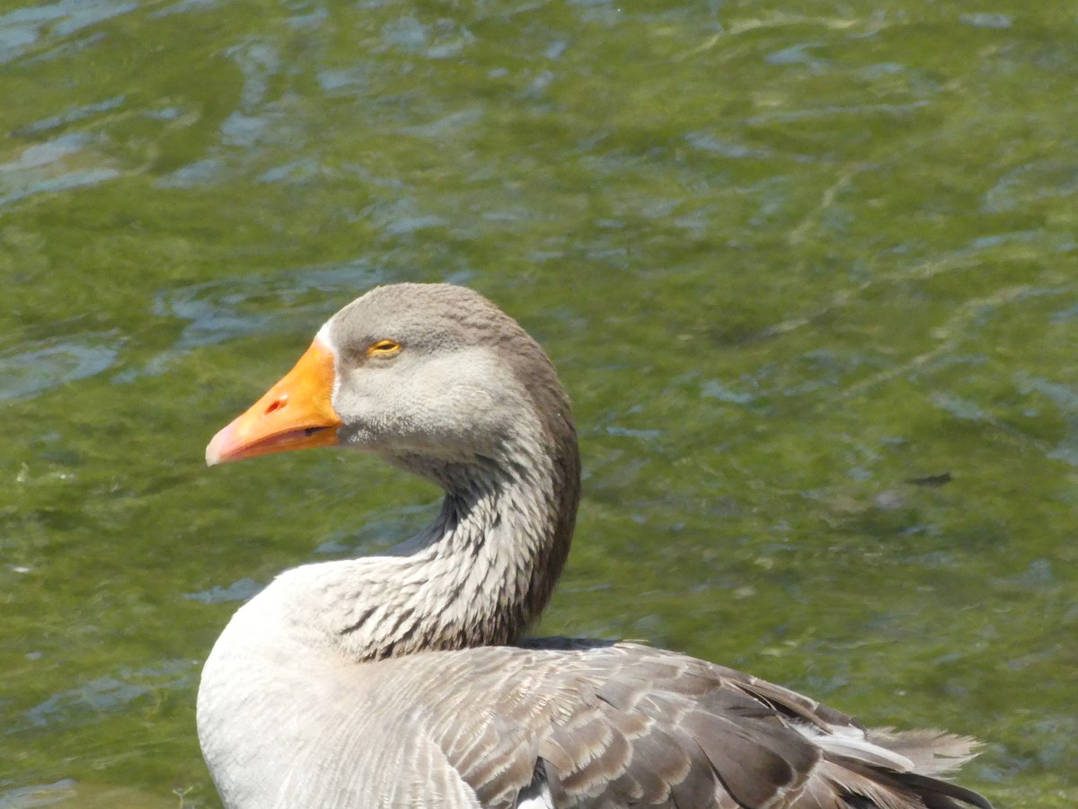 Domestic goose sp. (Domestic type) - Larry Koopa