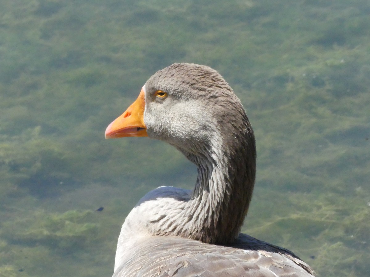 Domestic goose sp. (Domestic type) - ML620888902