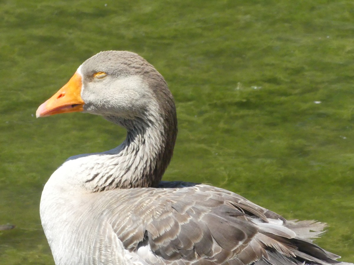 Domestic goose sp. (Domestic type) - ML620888903