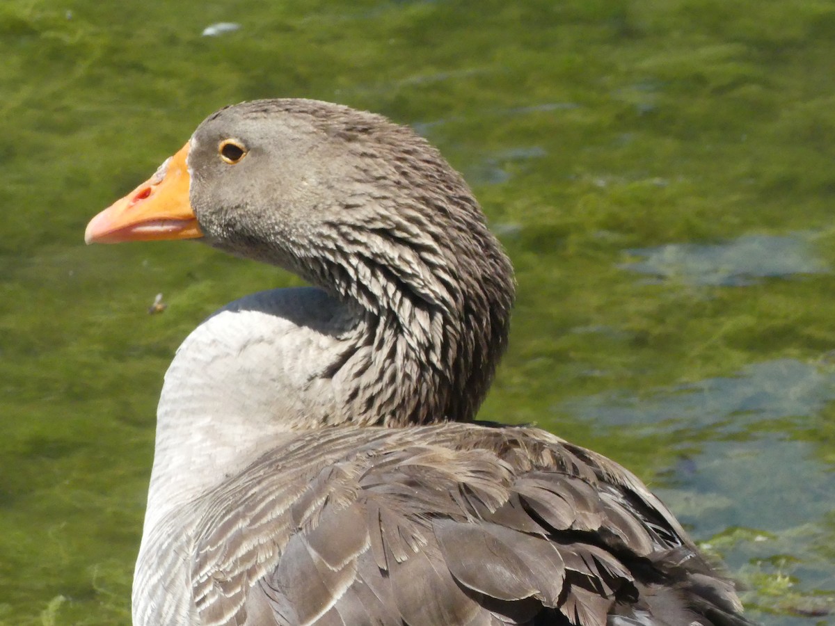 Domestic goose sp. (Domestic type) - ML620888905
