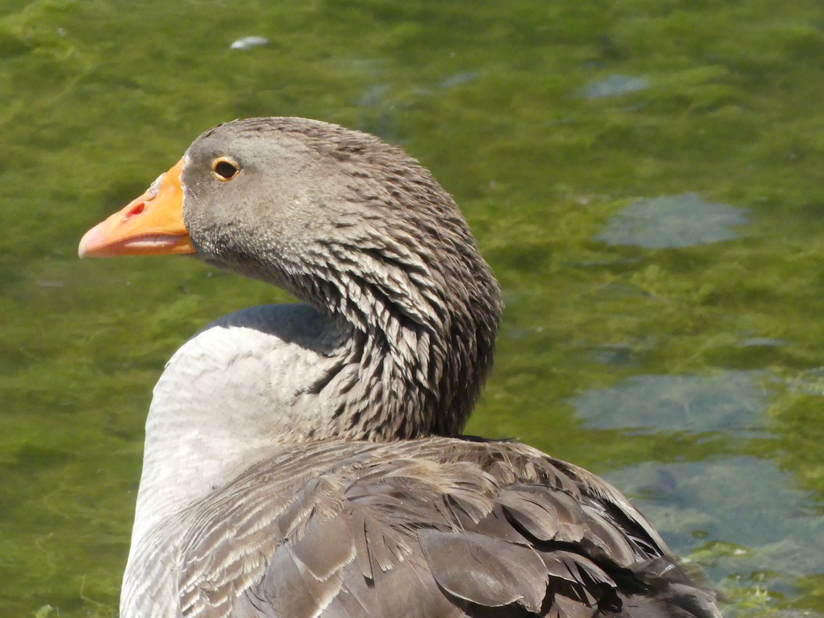 Domestic goose sp. (Domestic type) - ML620888906