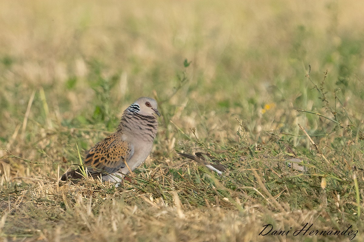 Tórtola Europea - ML620888908